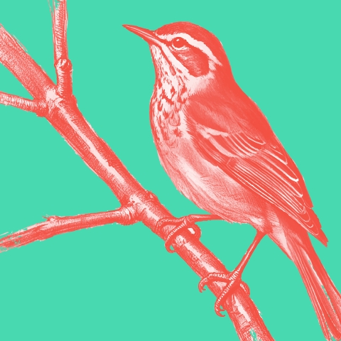 Week-end thématique Les oiseaux avec Marc Loopuyt et les oiseaux de l'Orbieu